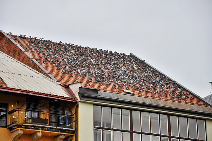A2B Pest Control are able to install spikes to deter birds from roofs in Richmond South Yorkshire. 