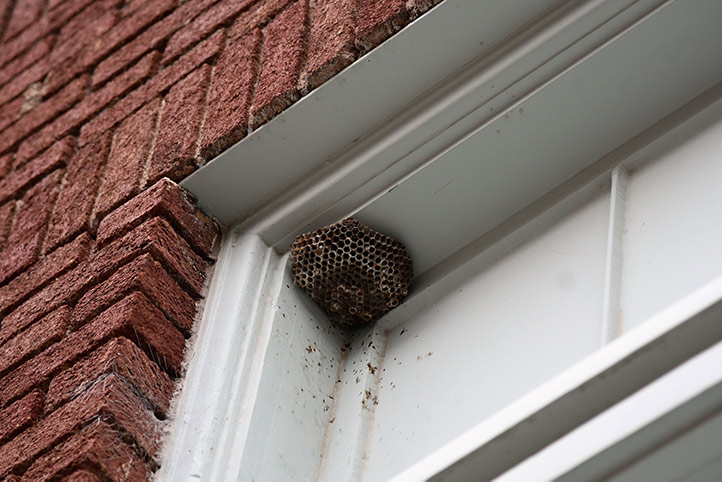 We provide a wasp nest removal service for domestic and commercial properties in Richmond South Yorkshire.